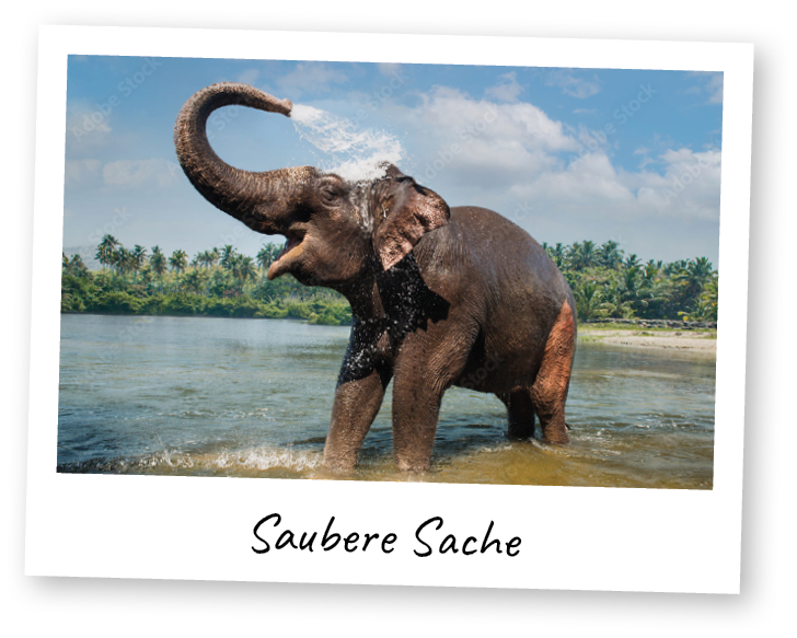 Polaroid mit Elefant der sich wäscht und Aufschrift "Saubere Sache"