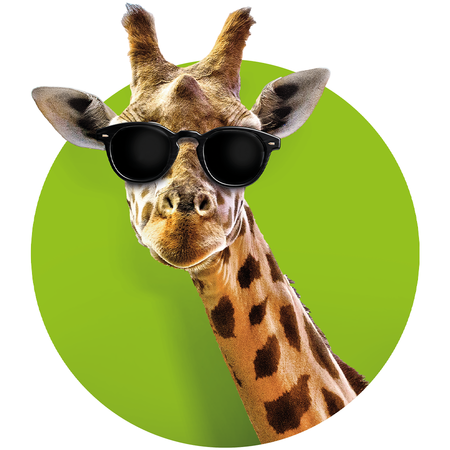 Kopf einer Giraffe, die den Betrachter ansieht