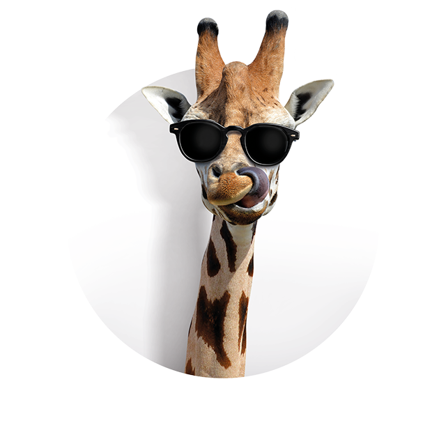 Kopf einer Giraffe, die sich genüsslich mit der Zunge über die Lippen fährt