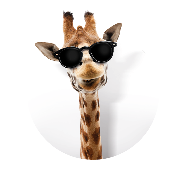 Kopf einer Giraffe, die glücklich aussieht