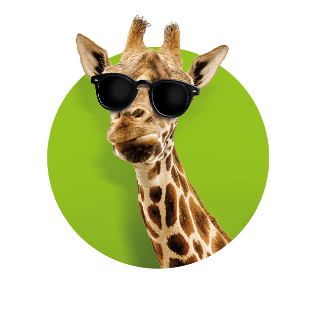 Kopf einer Giraffe, die kritisch schaut