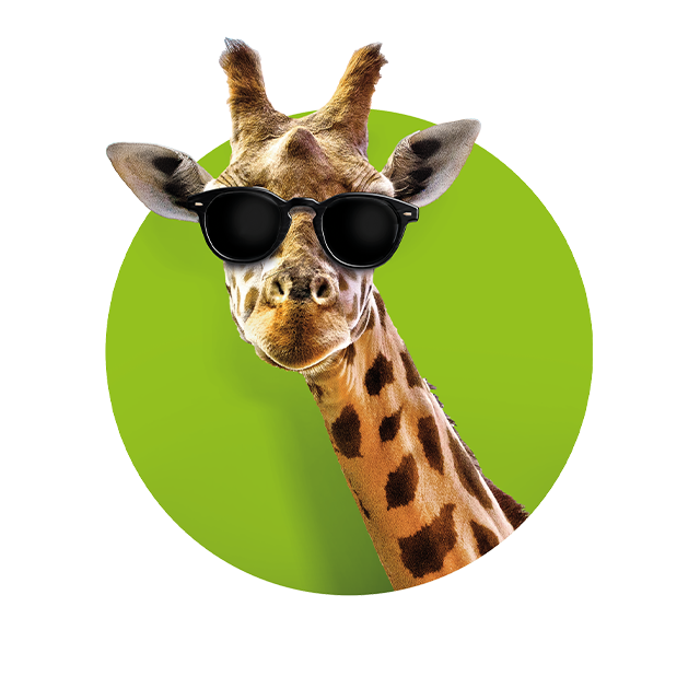 Kopf einer Giraffe, die den Betrachter ansieht