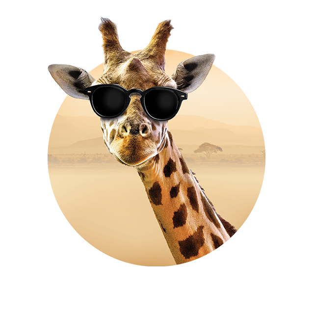 Kopf einer Giraffe, die den Betrachter ansieht