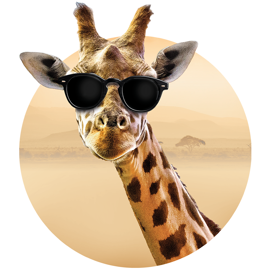 Kopf einer Giraffe, die den Betrachter ansieht
