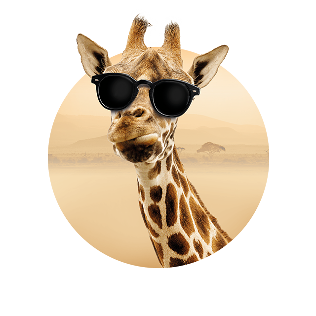 Kopf einer Giraffe, die kritisch schaut