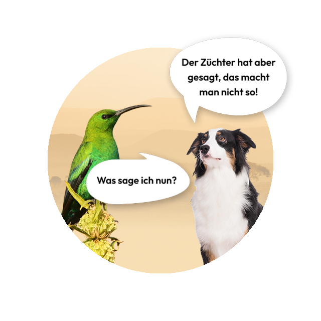 Ein Hund sagt: Der Züchter hat aber gesagt, das macht man nicht so!, der Vogel denkt: Was sage ich nun?