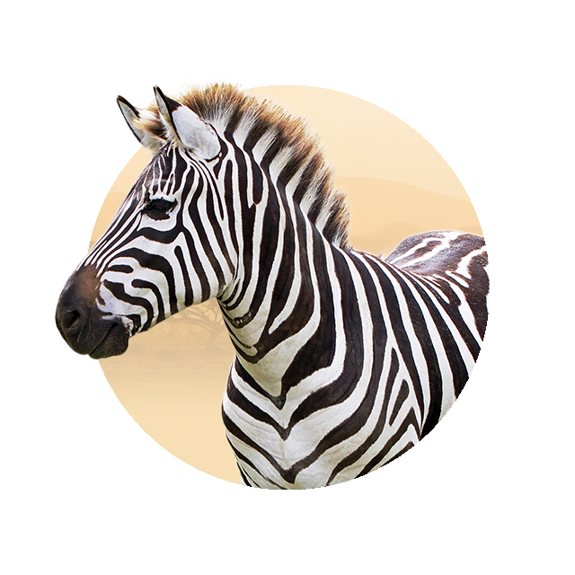 Zebra