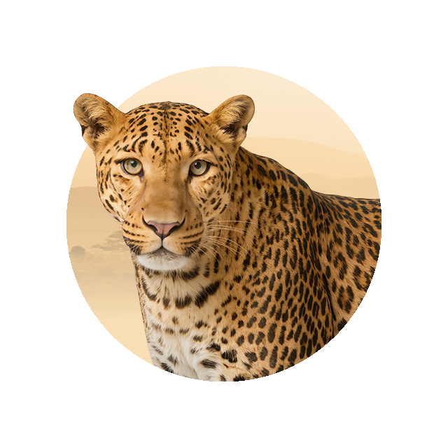 Leopard