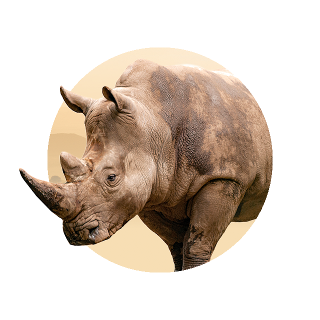 Nashorn