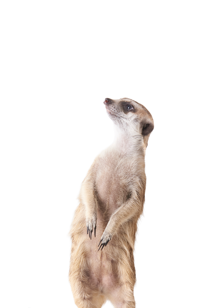 Ein Erdmännchen schaut nach oben zum Titel