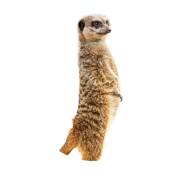 Erdmännchen