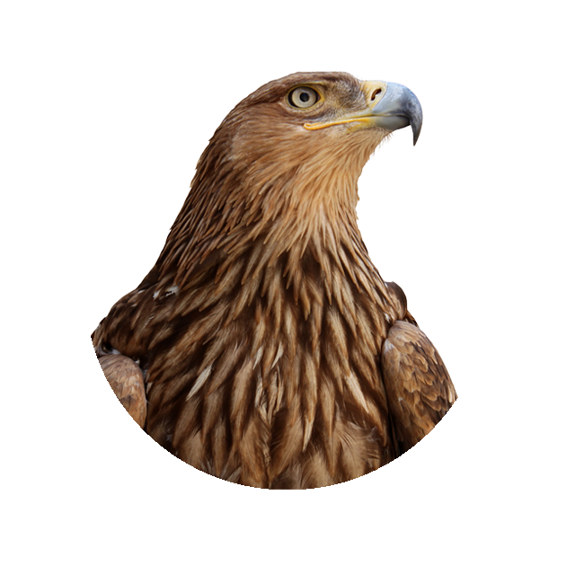 Adler