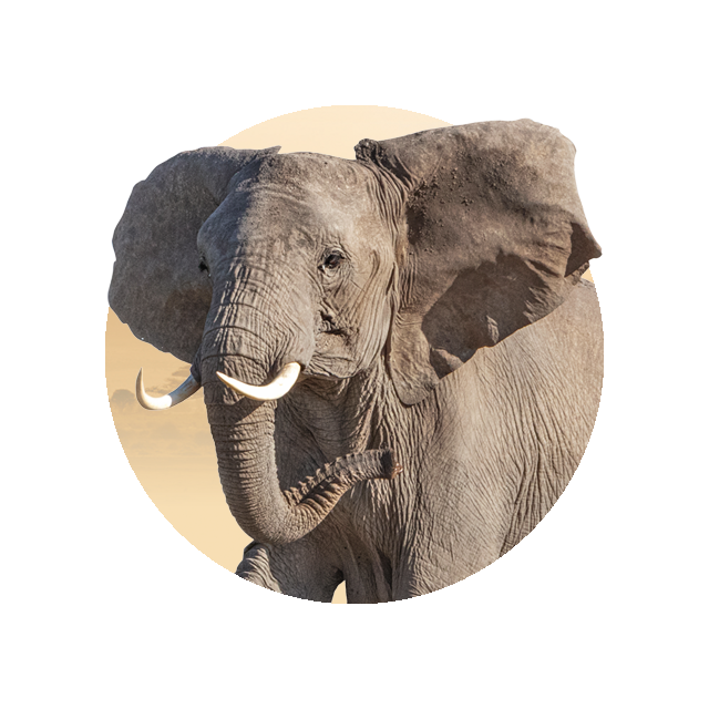 Elefant
