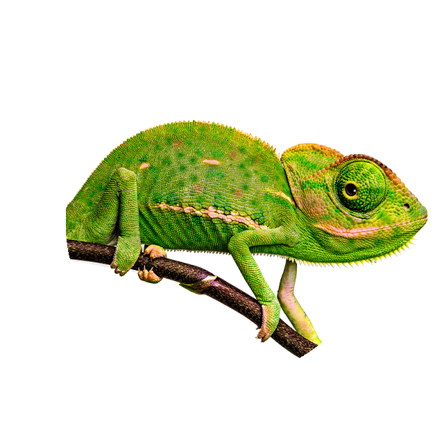 Chamäleon