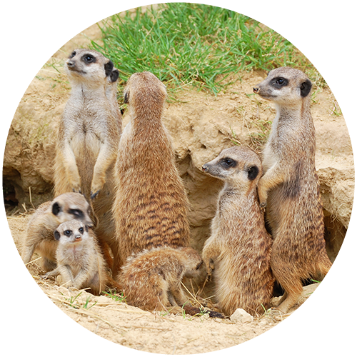 Eine Kolonie von Erdmännchen